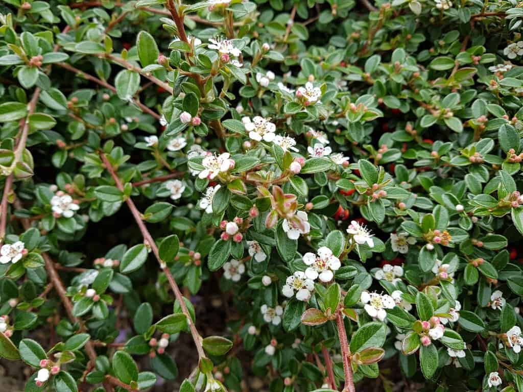 Cotoneaster dammeri 'Major' ---